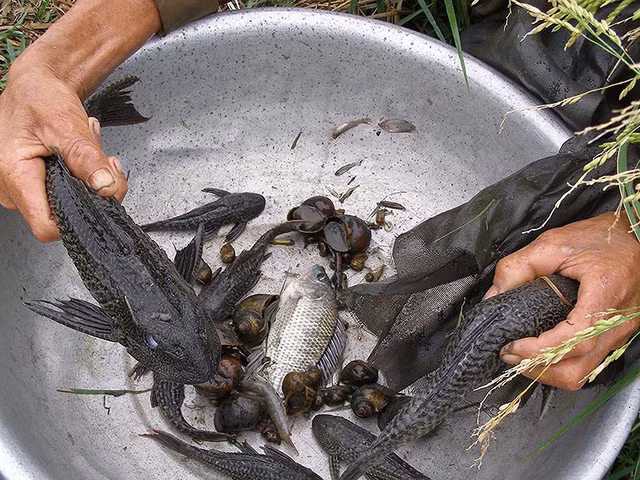  Loài cá lau kính có thể chữa bệnh tiểu đường theo đồn thổi. Ảnh: TRẦN NGỌC 