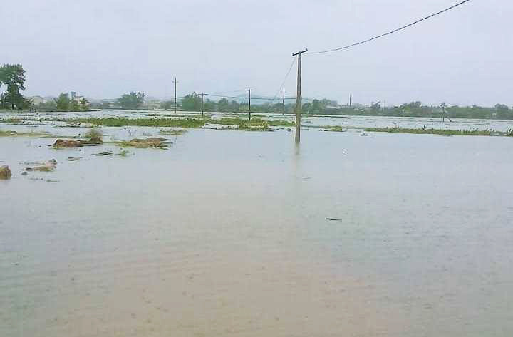 Nhiều diện tích lúa, hoa màu ngập trong nước