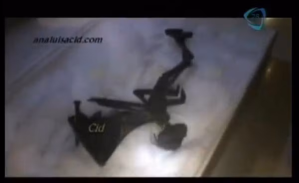 Cấu tạo cơ thể gần giống loài người.