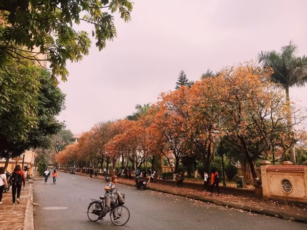 Con đường tình yêu đẹp hết nấc ở ĐH Sư Phạm Hà Nội trong mùa thay lá ảnh 7