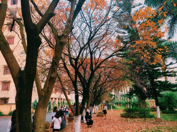 Con đường tình yêu đẹp hết nấc ở ĐH Sư Phạm Hà Nội trong mùa thay lá ảnh 8 Con đường tình yêu đẹp hết nấc ở ĐH Sư Phạm Hà Nội trong mùa thay lá ảnh 8