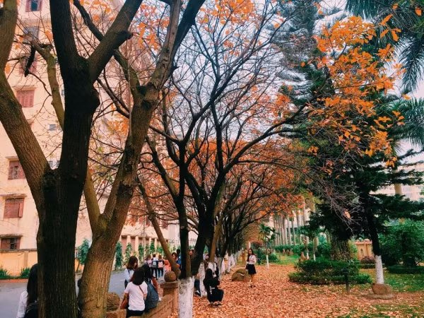 Con đường tình yêu đẹp hết nấc ở ĐH Sư Phạm Hà Nội trong mùa thay lá ảnh 8