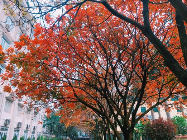 Con đường tình yêu đẹp hết nấc ở ĐH Sư Phạm Hà Nội trong mùa thay lá ảnh 12 Con đường tình yêu đẹp hết nấc ở ĐH Sư Phạm Hà Nội trong mùa thay lá ảnh 12