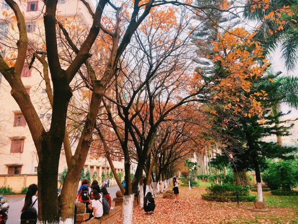 Con đường tình yêu đẹp hết nấc ở ĐH Sư Phạm Hà Nội trong mùa thay lá ảnh 11 Con đường tình yêu đẹp hết nấc ở ĐH Sư Phạm Hà Nội trong mùa thay lá ảnh 11