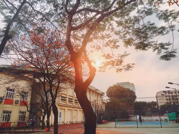 Con đường tình yêu đẹp hết nấc ở ĐH Sư Phạm Hà Nội trong mùa thay lá ảnh 9