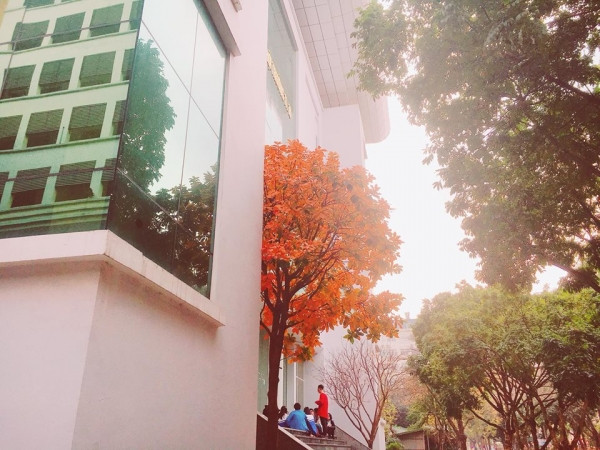Con đường tình yêu đẹp hết nấc ở ĐH Sư Phạm Hà Nội trong mùa thay lá ảnh 5 Con đường tình yêu đẹp hết nấc ở ĐH Sư Phạm Hà Nội trong mùa thay lá ảnh 5