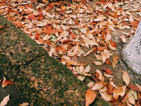 Con đường tình yêu đẹp hết nấc ở ĐH Sư Phạm Hà Nội trong mùa thay lá ảnh 4 Con đường tình yêu đẹp hết nấc ở ĐH Sư Phạm Hà Nội trong mùa thay lá ảnh 4