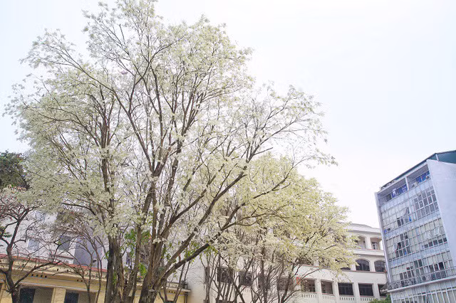 Bạn trẻ rủ nhau đi chụp ảnh mùa hoa sưa nở trắng trời ảnh 8