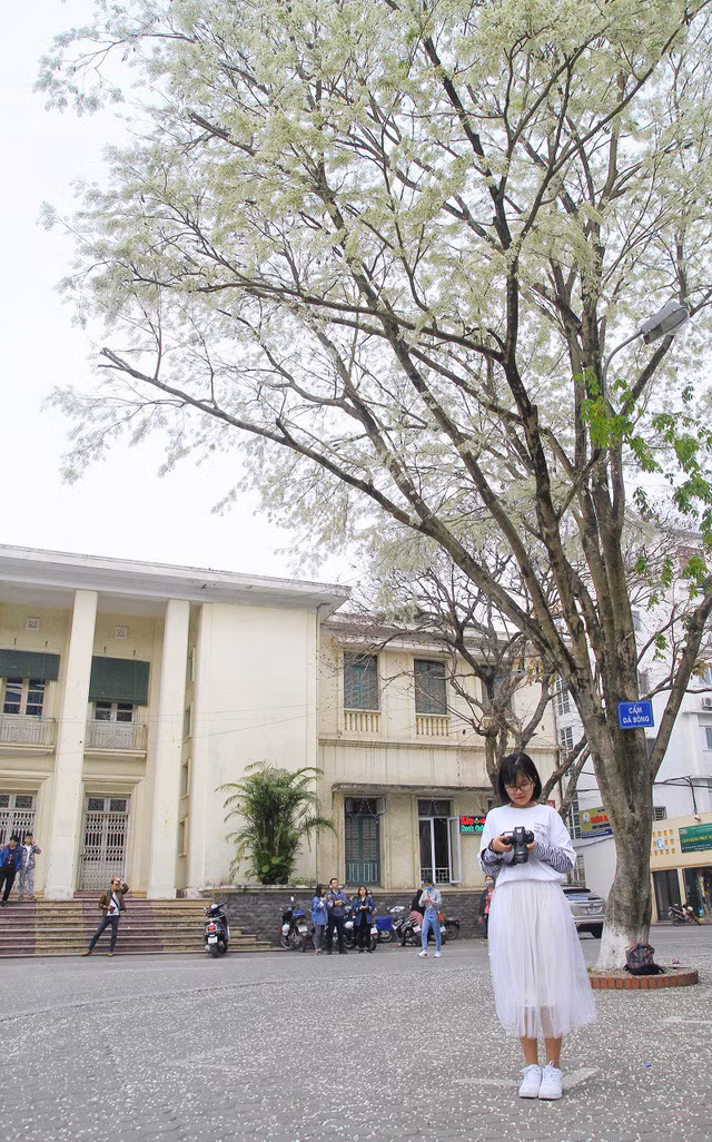 Hoa sưa nở không kéo dài cả tháng mà chỉ rộ một vài ngày, những chùm hoa sưa trắng bông nhưng ngọt ngào đến lạ như thổi vào lòng người một cơn gió mới, trong veo, tinh khiết.