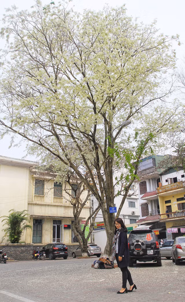 Nếu như hoa cúc, hoa đào thấp và dễ chụp thì với hoa sưa người chụp phải thật khéo léo mới có thể lấy được trọn vẹn cả cây sưa vào trong ảnh.