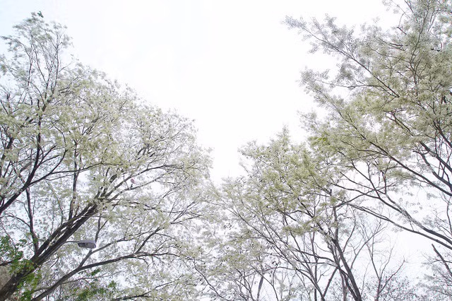 Bạn trẻ rủ nhau đi chụp ảnh mùa hoa sưa nở trắng trời ảnh 9