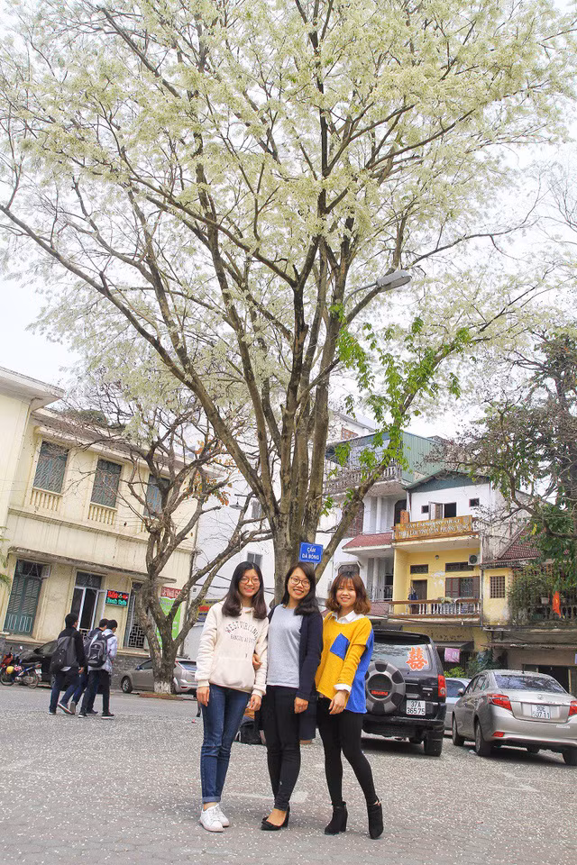 Đến hẹn lại lên, cứ vào mùa tháng 3 bạn trẻ Thủ đô lại được ngắm nhìn thành phố thay áo mới, hết áo tím hoa ban lại đến trắng tinh khôi màu hoa sưa.