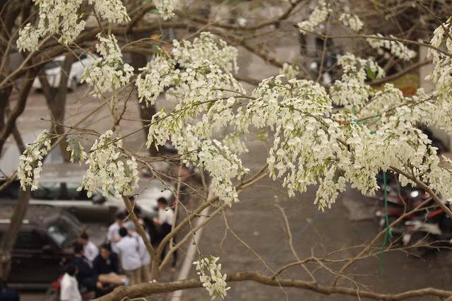 Những cánh hoa nhỏ li ti “phủ tuyết” trắng khắp các con đường, mang lại cảm giác lãng mạn ít nơi nào có được.