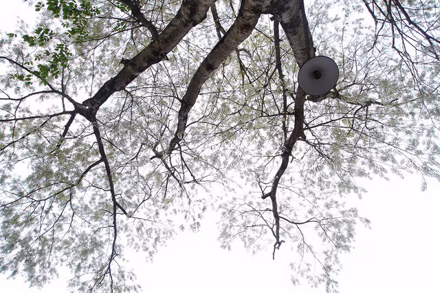 Bạn trẻ rủ nhau đi chụp ảnh mùa hoa sưa nở trắng trời ảnh 11