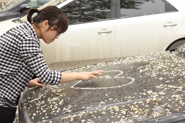 Nhiều bạn trẻ còn tinh nghịch vẽ hình bằng những cánh hoa sưa.