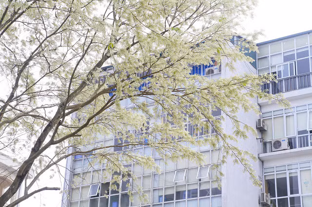 Bạn trẻ rủ nhau đi chụp ảnh mùa hoa sưa nở trắng trời ảnh 10