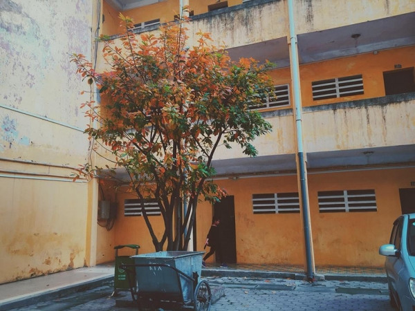 Con đường tình yêu đẹp hết nấc ở ĐH Sư Phạm Hà Nội trong mùa thay lá ảnh 6 Con đường tình yêu đẹp hết nấc ở ĐH Sư Phạm Hà Nội trong mùa thay lá ảnh 6