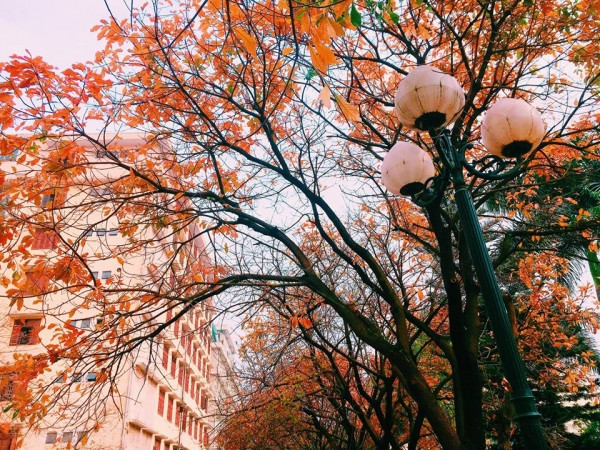 Con đường tình yêu đẹp hết nấc ở ĐH Sư Phạm Hà Nội trong mùa thay lá ảnh 10 Con đường tình yêu đẹp hết nấc ở ĐH Sư Phạm Hà Nội trong mùa thay lá ảnh 10