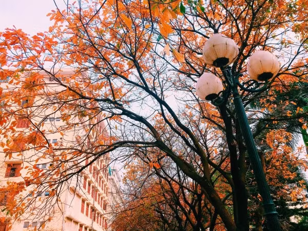 Con đường tình yêu đẹp hết nấc ở ĐH Sư Phạm Hà Nội trong mùa thay lá ảnh 10