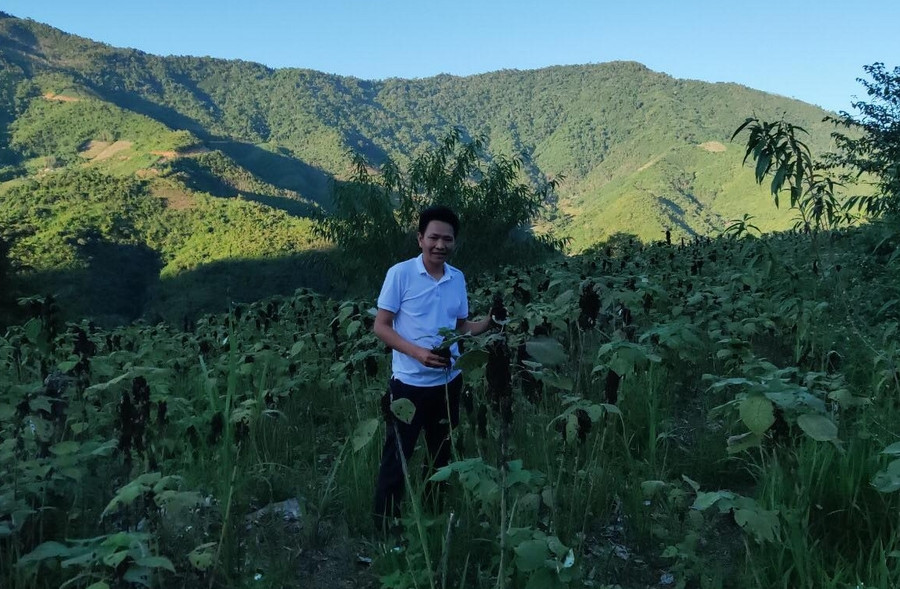 Một số hộ dân chọn chuyển đổi trồng cây gai xanh sau khi vay vốn từ Ngân hàng CSXH. (Ảnh: NT). Một số hộ dân chọn chuyển đổi trồng cây gai xanh sau khi vay vốn từ Ngân hàng CSXH. (Ảnh: NT).