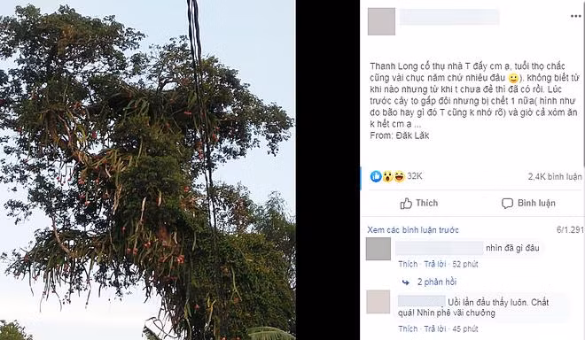 Chuyện lạ có thật: cây thanh long hàng chục năm tuổi sai trĩu quả ở Đăk Lăk.