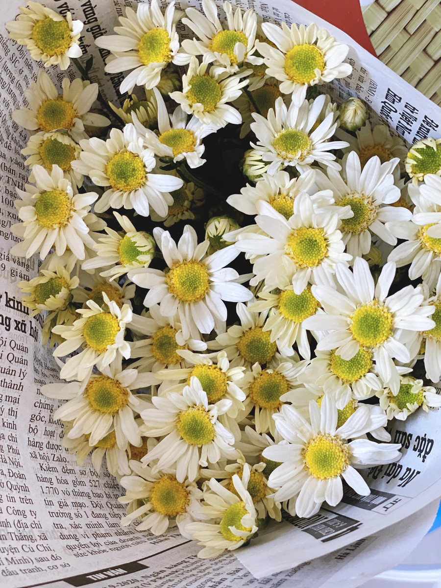 Cúc Hoạ Mi Nhật Tân, cánh tròn, nở căng