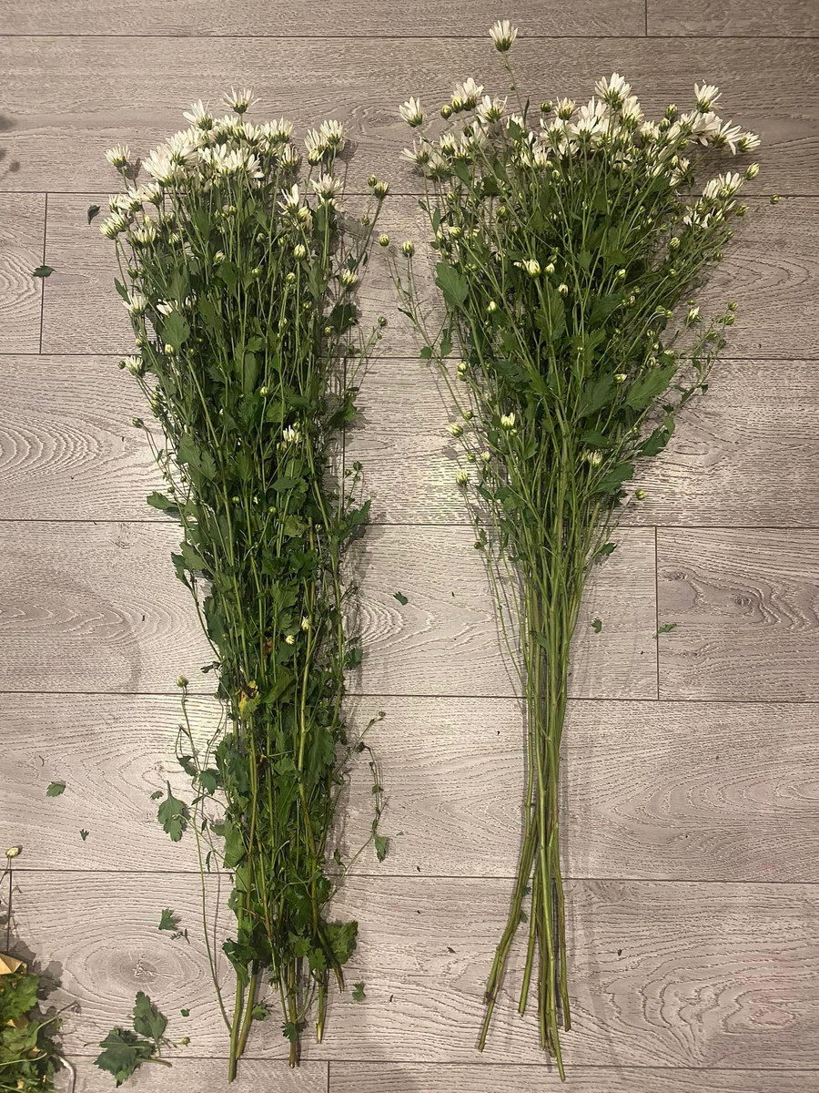 Tuốt sạch khoảng 50-60cm lá phía dưới chân gốc. Ngay cả những phiến lá chính to nhất mọc cành chính phía trên cũng nên lược bớt để những nụ hoa hút được nhiều chất dinh dưỡng.