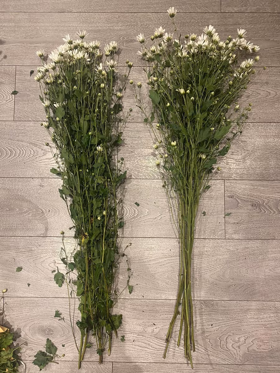 Tuốt sạch khoảng 50-60cm lá phía dưới chân gốc. Ngay cả những phiến lá chính to nhất mọc cành chính phía trên cũng nên lược bớt để những nụ hoa hút được nhiều chất dinh dưỡng. Tuốt sạch khoảng 50-60cm lá phía dưới chân gốc. Ngay cả những phiến lá chính to nhất mọc cành chính phía trên cũng nên lược bớt để những nụ hoa hút được nhiều chất dinh dưỡng.