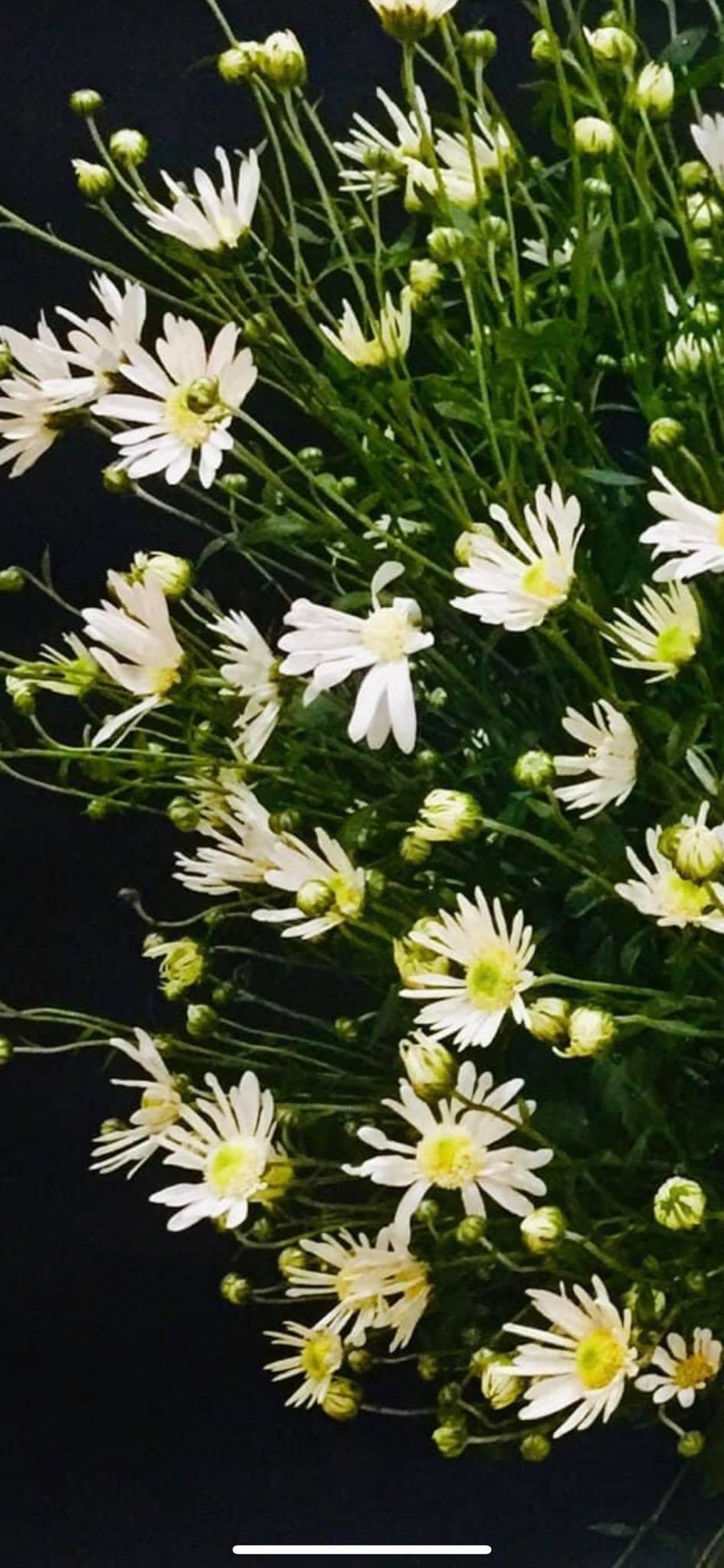 Cúc họa mi Sapa cánh kim, nhăn và cành yếu khó cắm hơn.