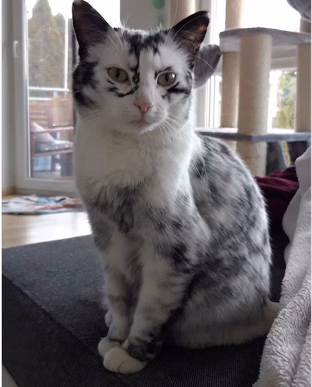 Bệnh hiếm gặp khiến mèo lông đen chuyển thành mèo lông trắng - 2