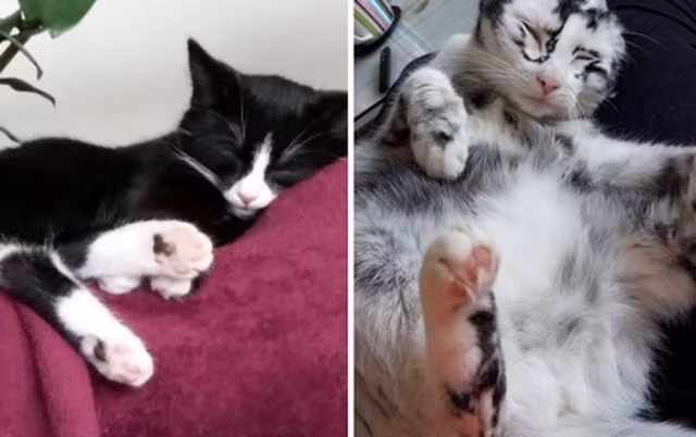 Bệnh hiếm gặp khiến mèo lông đen chuyển thành mèo lông trắng - 1