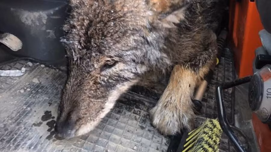 tuong cho dong cung duoi bang, khong ngo vot len la sinh vat dang so hinh anh 2