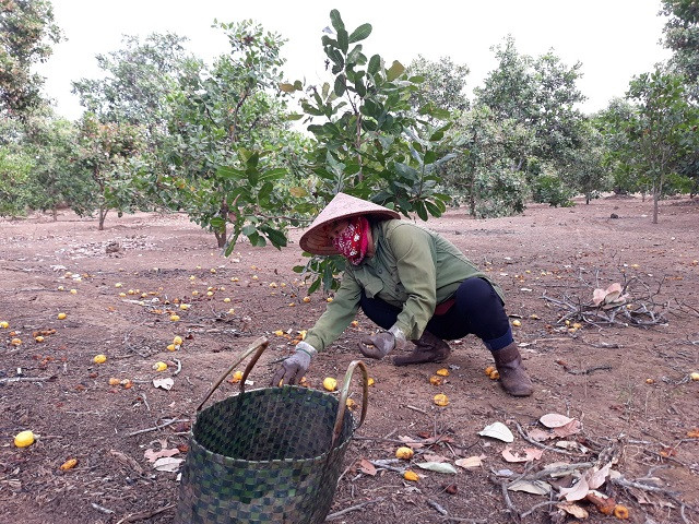 Người nông dân lao đao khi vừa mất cà phê, hồ tiêu giờ lại vướng cảnh vụ điều buồn. Người nông dân lao đao khi vừa mất cà phê, hồ tiêu giờ lại vướng cảnh vụ điều buồn.