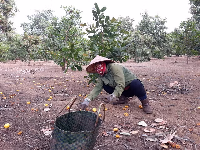 Người nông dân lao đao khi vừa mất cà phê, hồ tiêu giờ lại vướng cảnh vụ điều buồn.