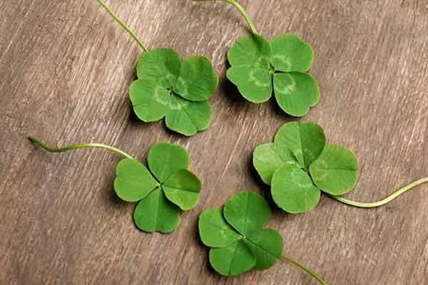 Tử vi 12 cung hoàng đạo 24/1: Kim Ngưu, Sư Tử gặp vận may 