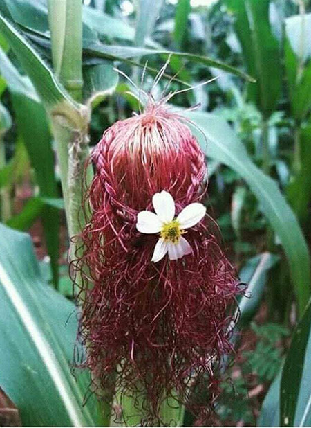 Bạn thích làm tóc nhưng bố mẹ bắt đi trồng ngô - 5