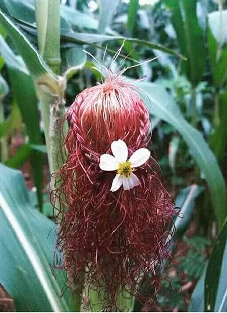 Bạn thích làm tóc nhưng bố mẹ bắt đi trồng ngô - 5