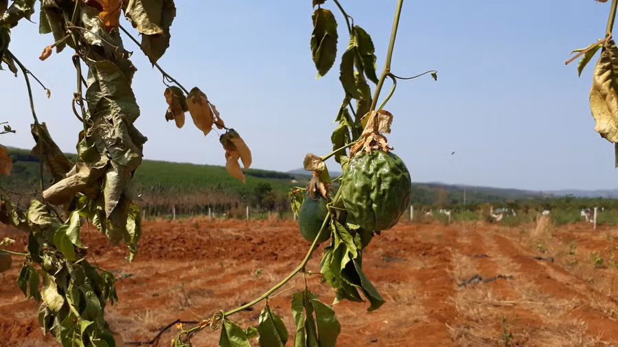 Những quả chanh dây chuẩn bị thu hoạch bị kẻ gian chặt phá, ước tính thiệt hại hàng tỷ đồng.