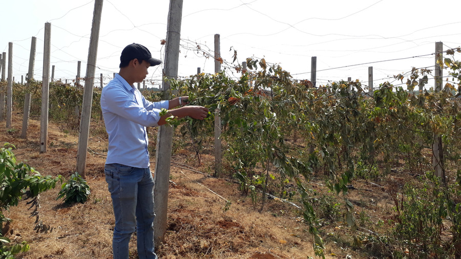 Vườn chanh dây gần 2000 gốc bị chặt phá. Vườn chanh dây gần 2000 gốc bị chặt phá.