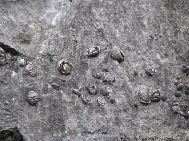 canh tuong da no hoa co 1-0-2 tai trung quoc hinh anh 7