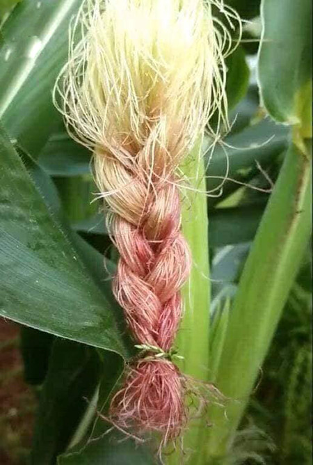 [Caption][Caption][Caption][Caption][Caption]