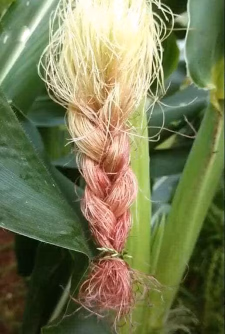 [Caption][Caption][Caption][Caption][Caption]