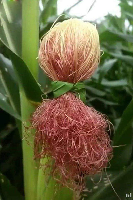 Bạn thích làm tóc nhưng bố mẹ bắt đi trồng ngô - 1