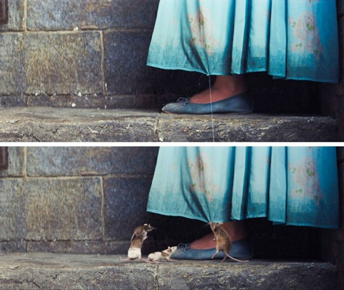 Không có chuột đâu nên đừng sợ nhé.