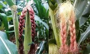 Bạn thích làm tóc mà bố mẹ bắt đi trồng ngô