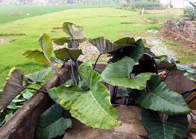 Khóm khoai môn bà Tuyết trồng tại vị trí rãnh xen kẹt rất hẹp.