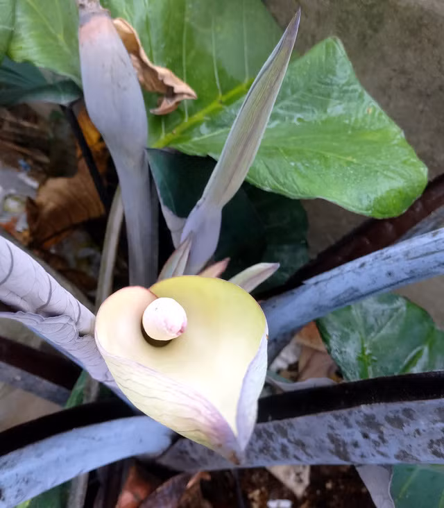 Đặc biệt, khóm khoai cũng có nhiều gốc nở hoa ra, trái. Theo nhiều người dân, đây là trường hợp khá hiếm gặp.