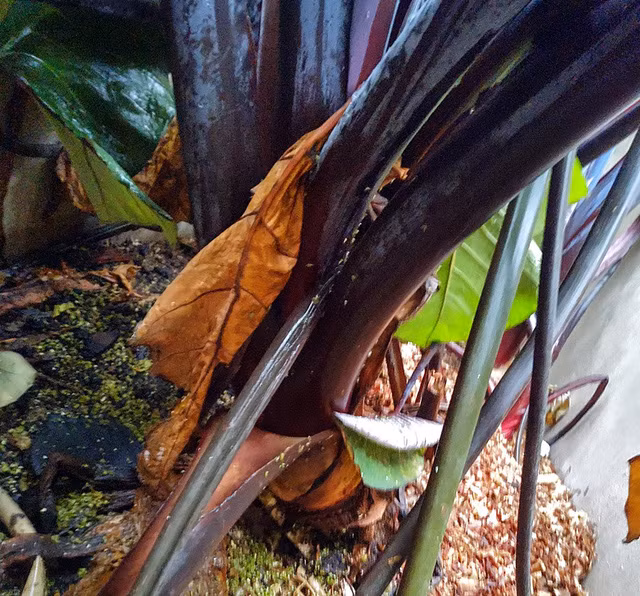 Bà Tuyết chăm sóc khóm khoai bằng mùn giàu dinh dưỡng và phân lân.