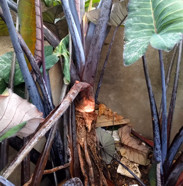 Cận cảnh 1 trong nhiều gốc khoai.