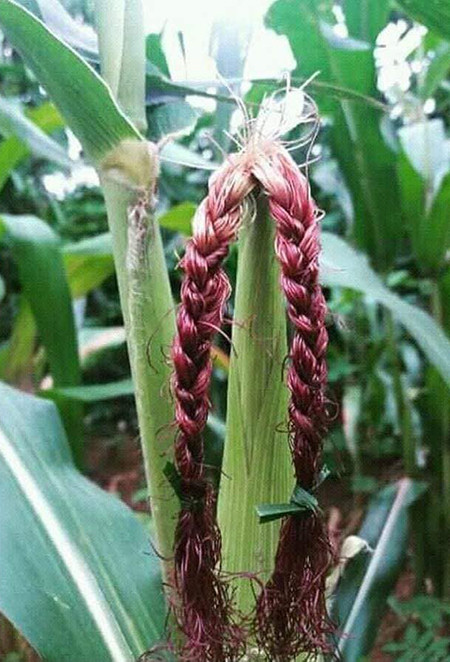 Bạn thích làm tóc nhưng bố mẹ bắt đi trồng ngô - 3